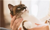 猫咪为什么会讨好主人呢