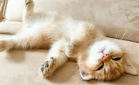 猫咪为什么睡醒后呕吐啊