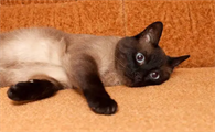 猫咪很爱大声叫唤是为什么原因