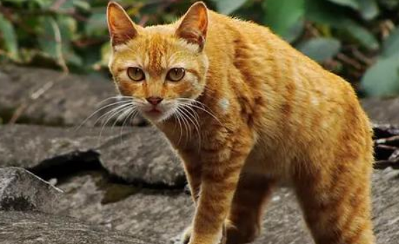 加州闪亮猫怎么养才好呢? 加州闪亮猫怎么养才好呢?