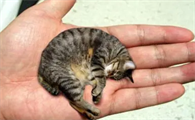 皮堡斯猫怎么养比较好