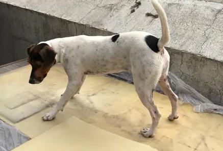 太仓猎犬介绍