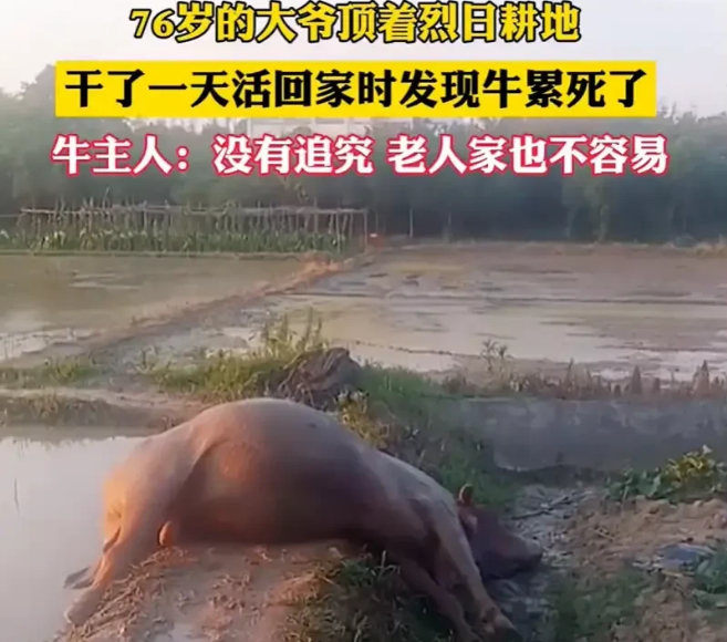 大爷烈日下耕地回家发现牛累死了，牛主人没追究老人责任:太可怜