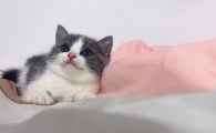 猫咪脱肛自己能收回去吗