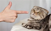 猫开始恨你的表现是什么
