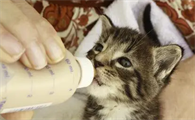 猫咪可以喝什么奶比较好