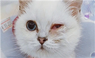 猫咪眼睛红肿是为什么呢
