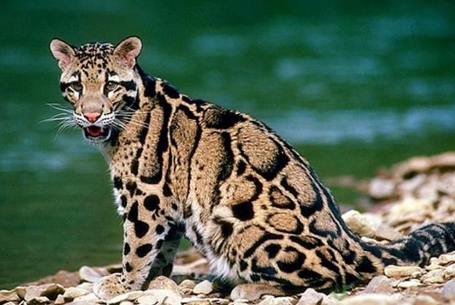 神秘云豹现身黄山!是“大橘猫”还是“云行美人”? 神秘云豹现身黄山!是“大橘猫”还是“云行美人”?