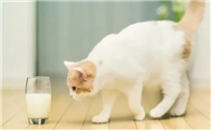 猫咪不能喝乳糖吗为什么呢