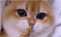 猫咪为什么吃小鱼干呢