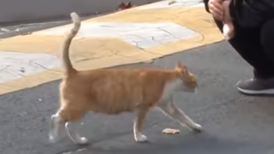 流浪猫拒绝投喂，却将食物打包带走，背后原因令人感动落泪