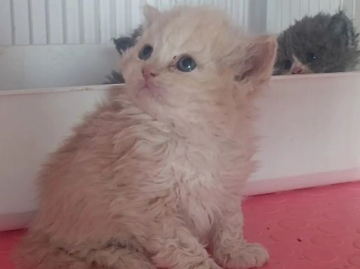 猫咪智商榜第五？追溯塞尔凯克猫的起源与历史背景！