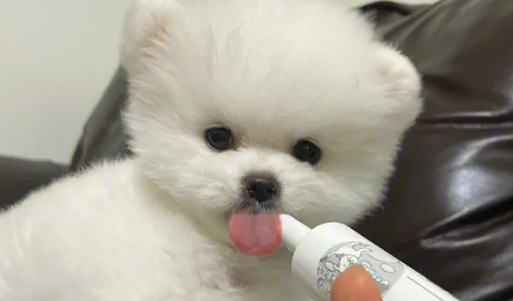 华康兽药使用的注意事项是什么? 华康兽药使用的注意事项是什么?