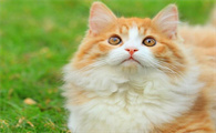 猫咪为什么直立尿尿呢