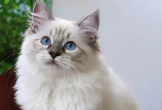 山猫布偶和布偶的区别 山猫布偶和布偶的区别