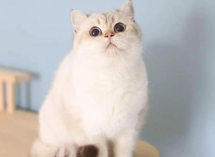 金点猫和渐层猫的区别
