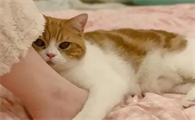 猫咪为什么爱爬在脚边睡觉