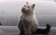 雪里拖枪猫有多罕见呢
