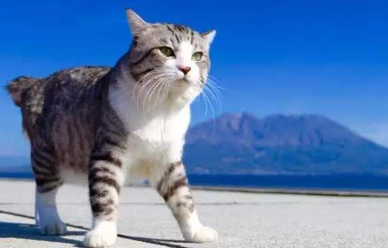 短尾麒麟猫适合家养吗