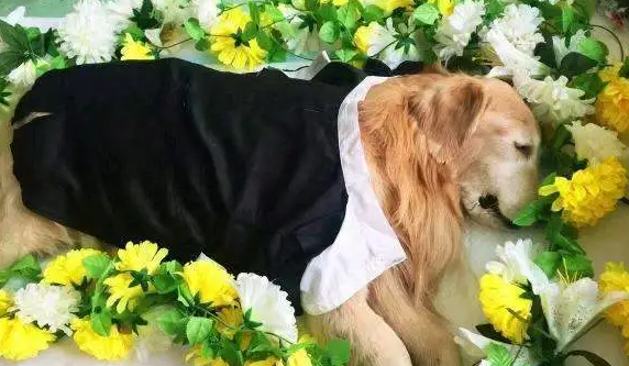 派氦闻宠物殡葬服务好不好？