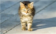 为什么猫咪在外面不怕人啊