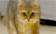 猫咪为什么叼东西会叫呢