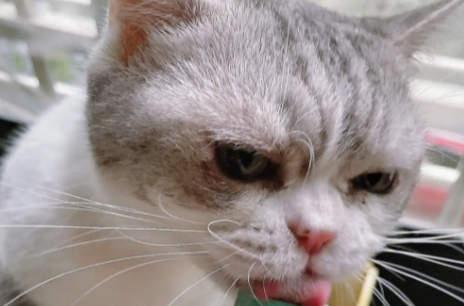 优培滋猫条好不好啊? 优培滋猫条好不好啊?