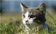 猫咪下巴为什么总有猫癣呢