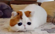 家里养的猫能活多久呀