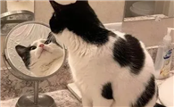 猫咪为什么看见镜子会叫啊