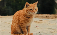 猫咪眼睛为什么会长毛呢