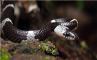 野性珍灵｜黑背白环蛇——低调的剧毒蛇