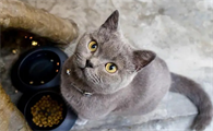 猫为什么喜欢干香菇