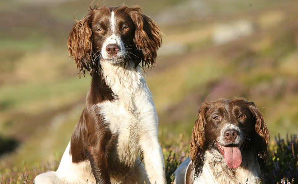 英国跳猎犬怎么养的 英国跳猎犬怎么养的