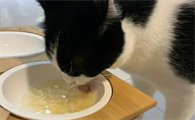 猫咪为什么喂水喝