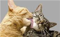 猫咪之间的舔唇行为