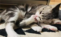 猫咪为什么喜欢舔脚啊