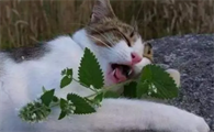 小猫咪为什么爱吃树叶呢