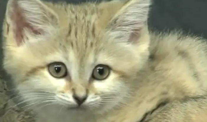 沙丘猫:世界上最小的猫之一,以毒蛇为食,可以一月不喝水 沙丘猫:世界上最小的猫之一,以毒蛇为食,可以一月不喝水
