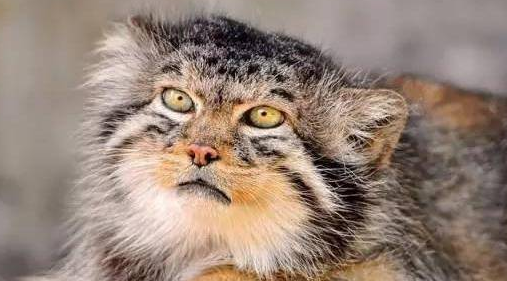 帕拉斯猫能打得过狗吗 帕拉斯猫能打得过狗吗