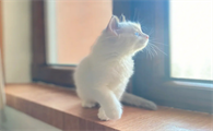 猫咪突然吐胃液是为什么呢