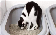 猫咪为什么会突然不埋屎呢