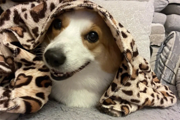 柯基犬怎么样喂养啊