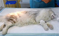 猫咪做了绝育手术还发情，一直叫怎么办？