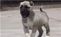 坎高犬幼犬出售