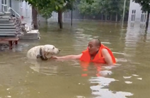 狗狗站在洪水中被泡了3天，主人来接它竟没反应
