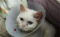猫肝炎初期有哪些症状表现