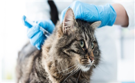 猫瘟不同阶段的表现都有哪些呢