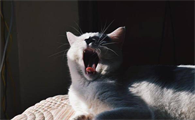 猫为什么大半夜乱叫