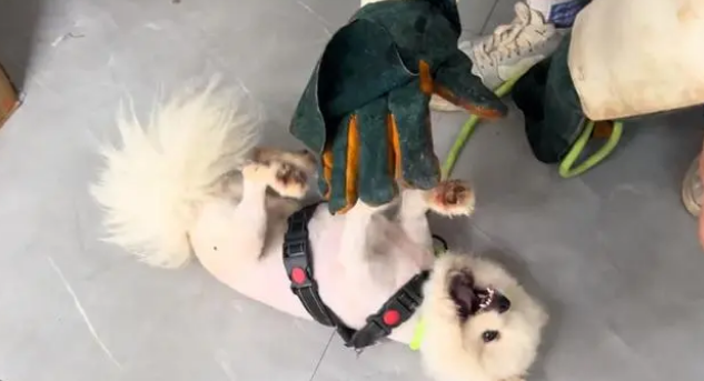 缺乏管教，高颜值却又异常凶猛的博美犬，最终也难逃被送养的结局